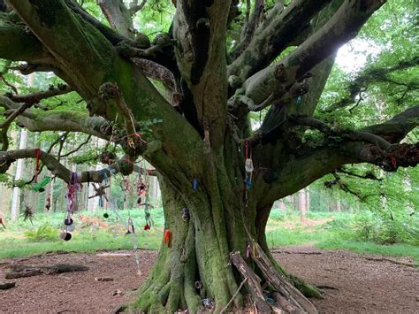 The symbolism of the crossing witch tree in spiritual practices